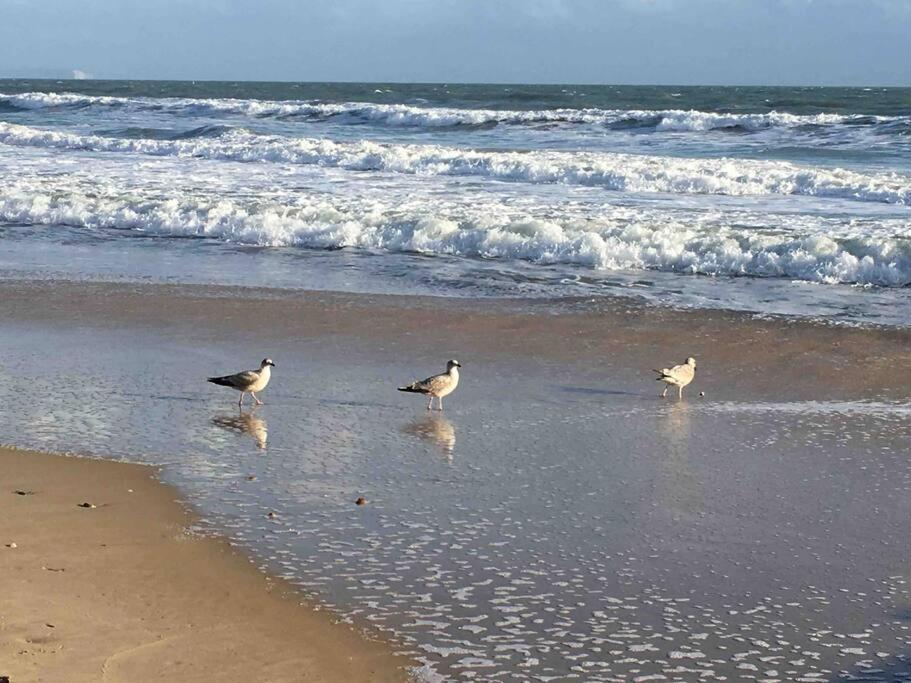 شقة Bournemouth Cosy Retreat المظهر الخارجي الصورة